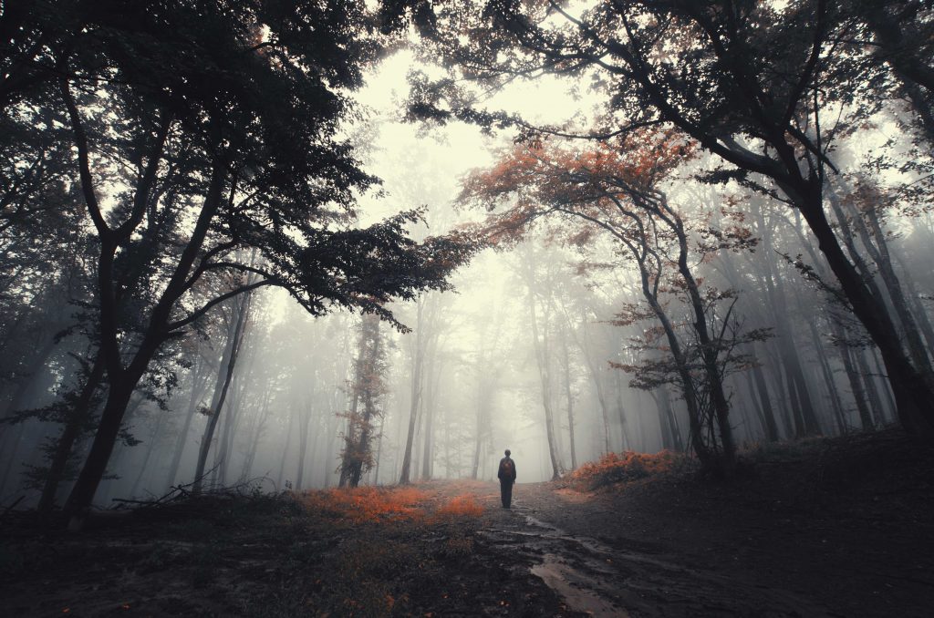 7. Route forestière en Transylvanie, Roumanie
