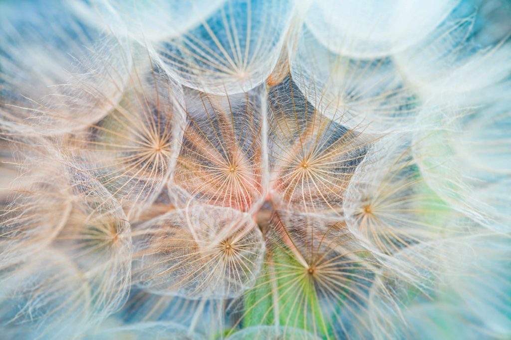 3. Photographie macro d’un pissenlit